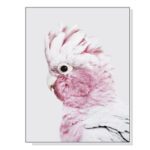 Pink Galah White Frame Wall Art Canvas